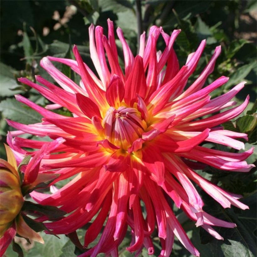 Dahlia cactus Bora Bora (Flowering)