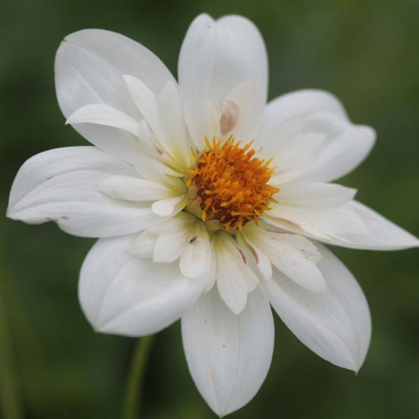 Dahlia Collerette Bride's Bouquet (Flowering)