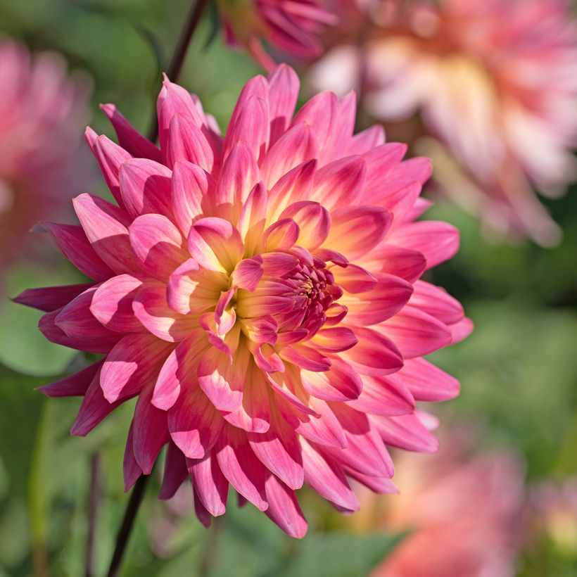 Dahlia cactus Mingus Julie (Flowering)
