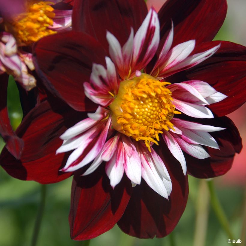 Dahlia collerette Night Butterfly (Flowering)