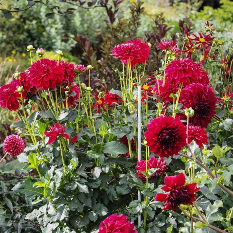 Dahlia balle Cornel (Flowering)
