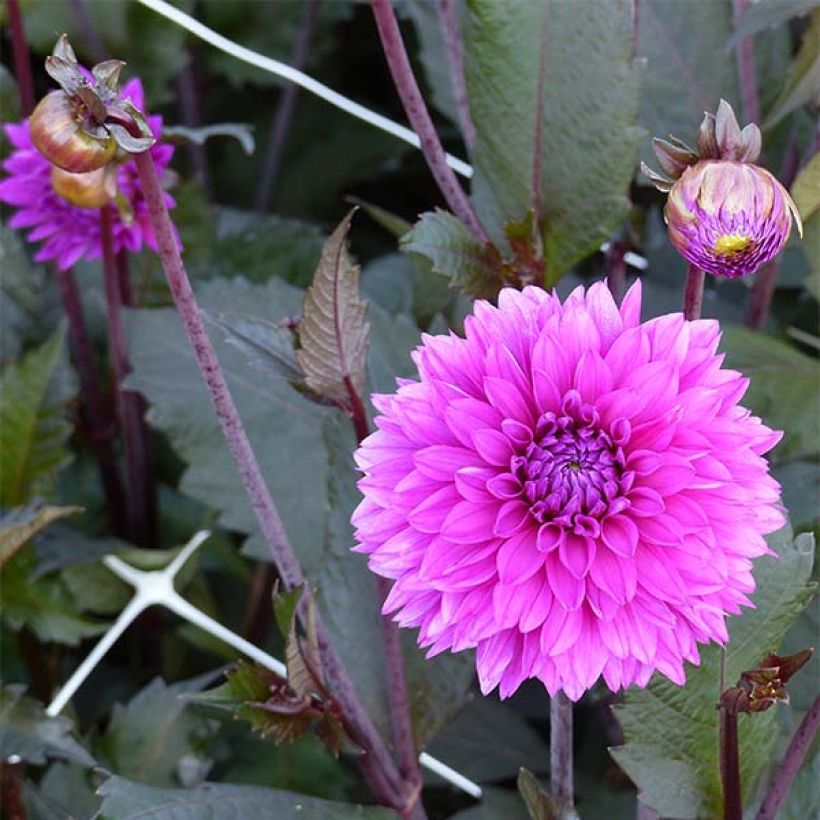 Dahlia décoratif Evening Breeze (Flowering)