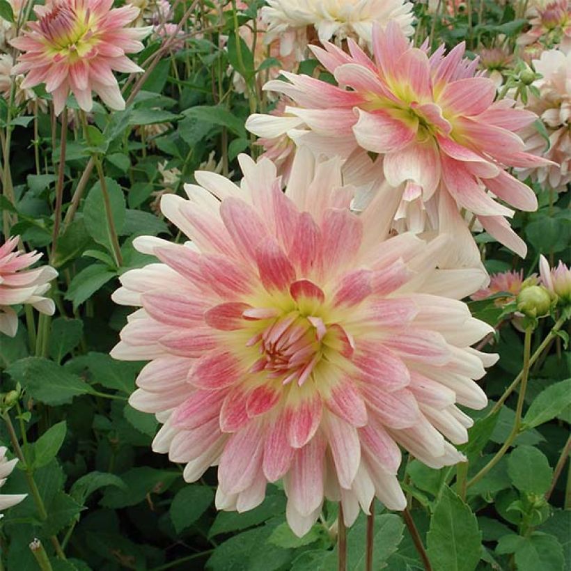 Dahlia décoratif Sunset Tropical (Flowering)