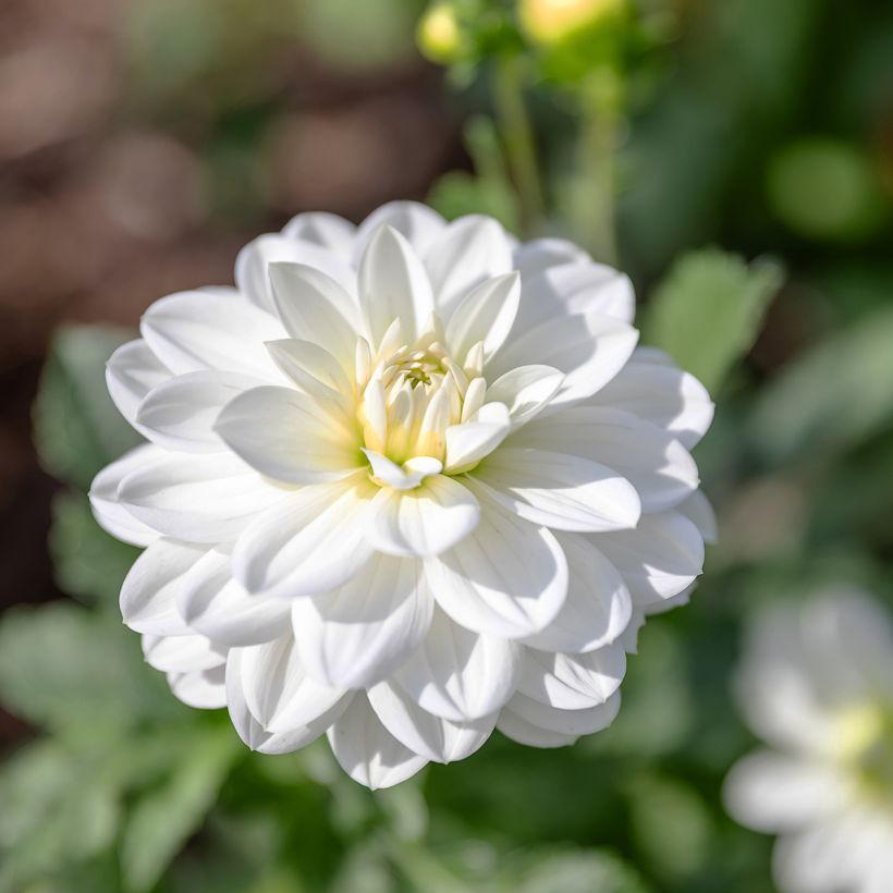Dahlia camélia White Onesta (Flowering)