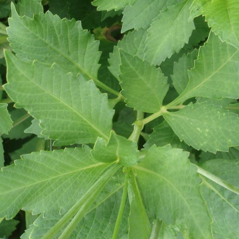 Dahlia fimbriata Deep Impact (Foliage)