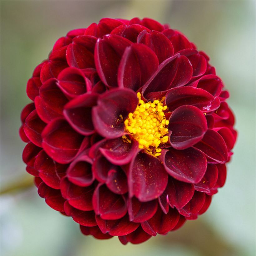 Dahlia balle Downham Royal (Flowering)