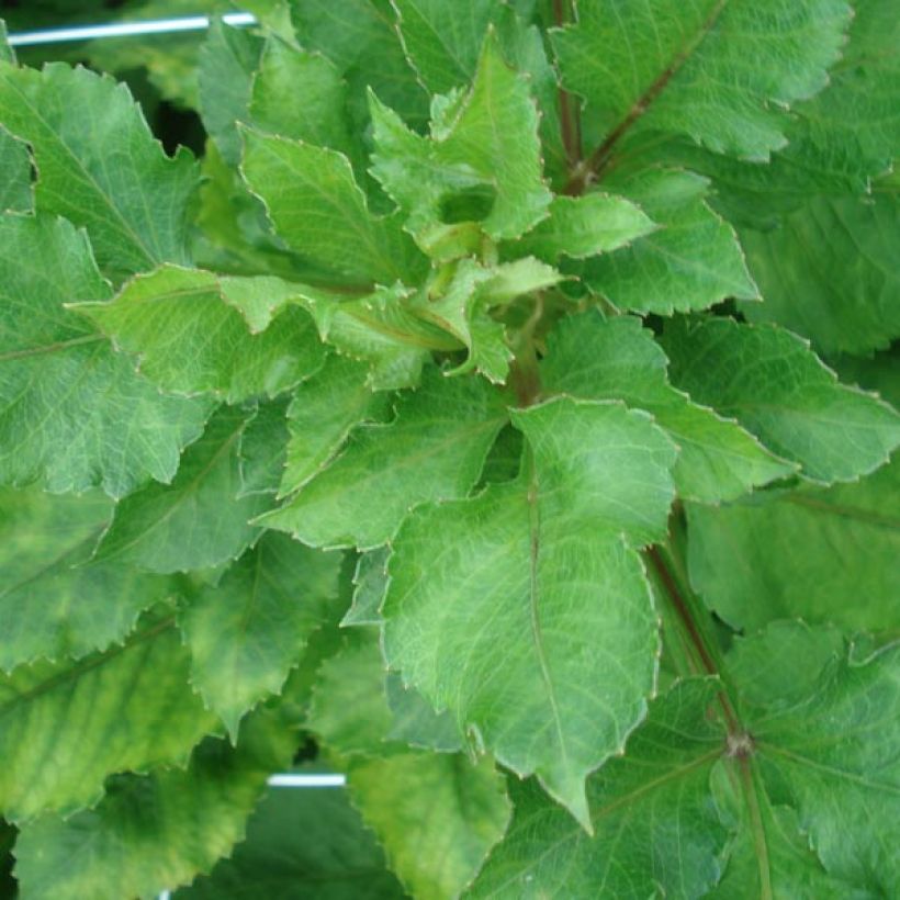Dahlia cactus dentelle Encore (Foliage)