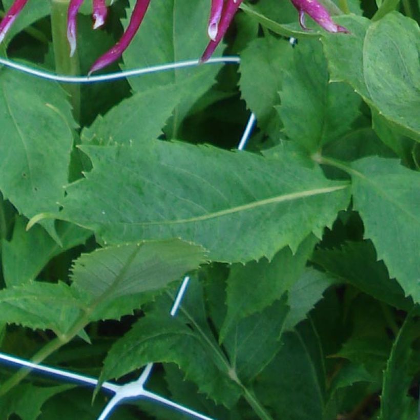 Dahlia Cactus Hollyhill Spider Woman (Foliage)
