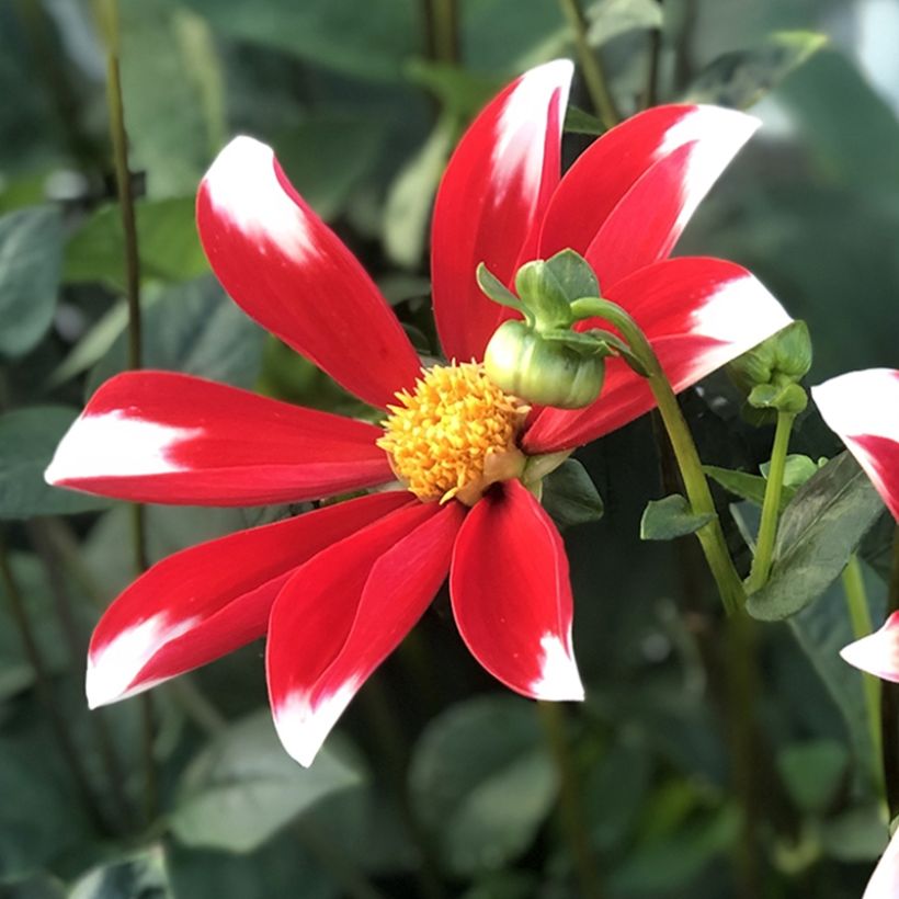 Dahlia Honka Windmill (Flowering)