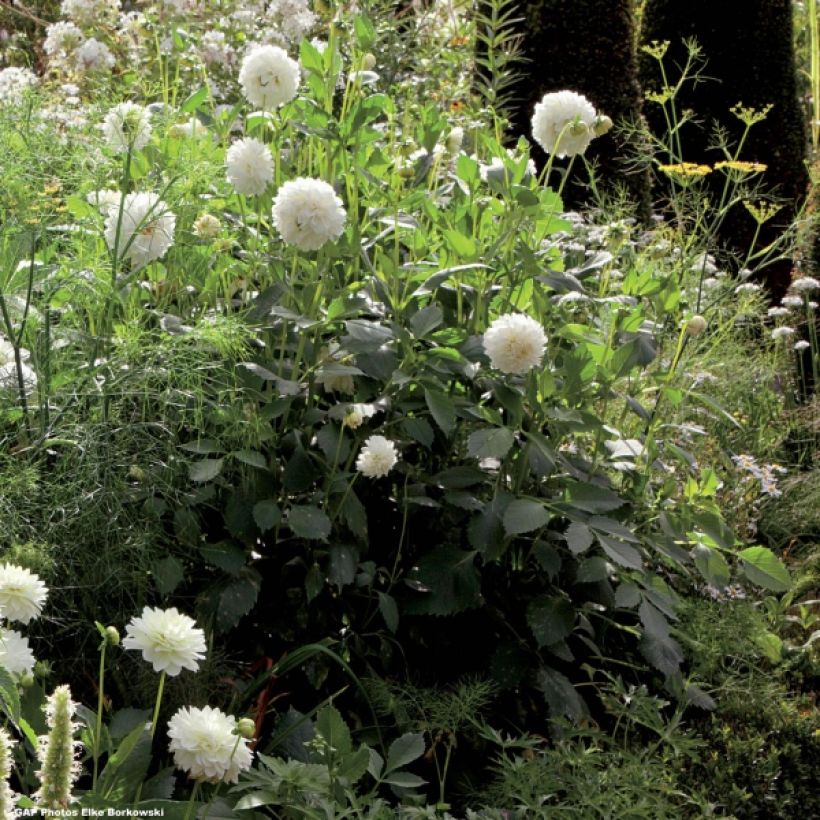 Dahlia décoratif Snowstorm (Plant habit)