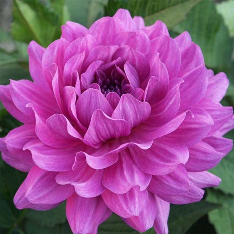 Dahlia camélia Karma Lagoon (Flowering)