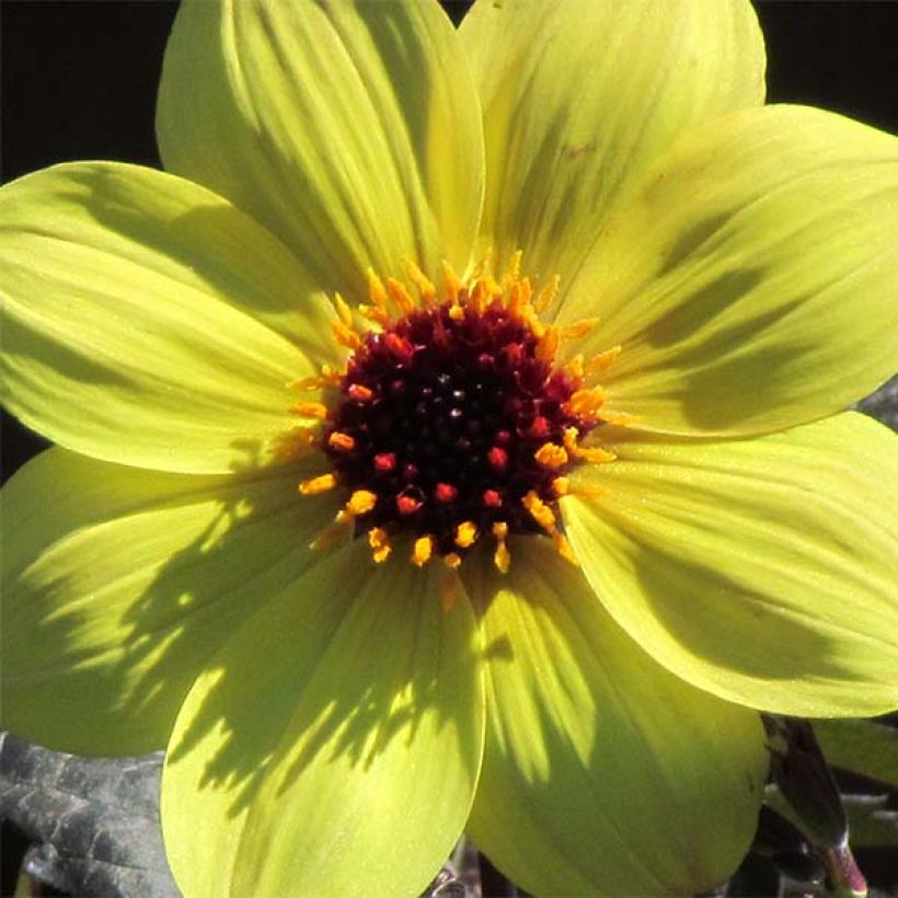 Dahlia paysage Knock Out - Mystic Illusion (Flowering)