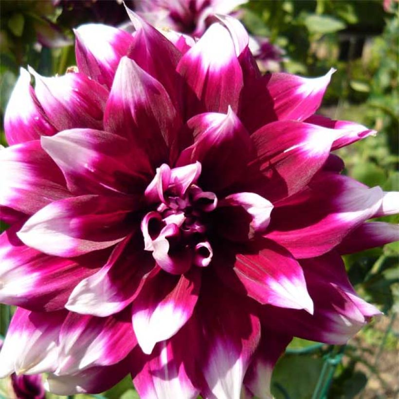 Dahlia décoratif Mystery Day (Flowering)