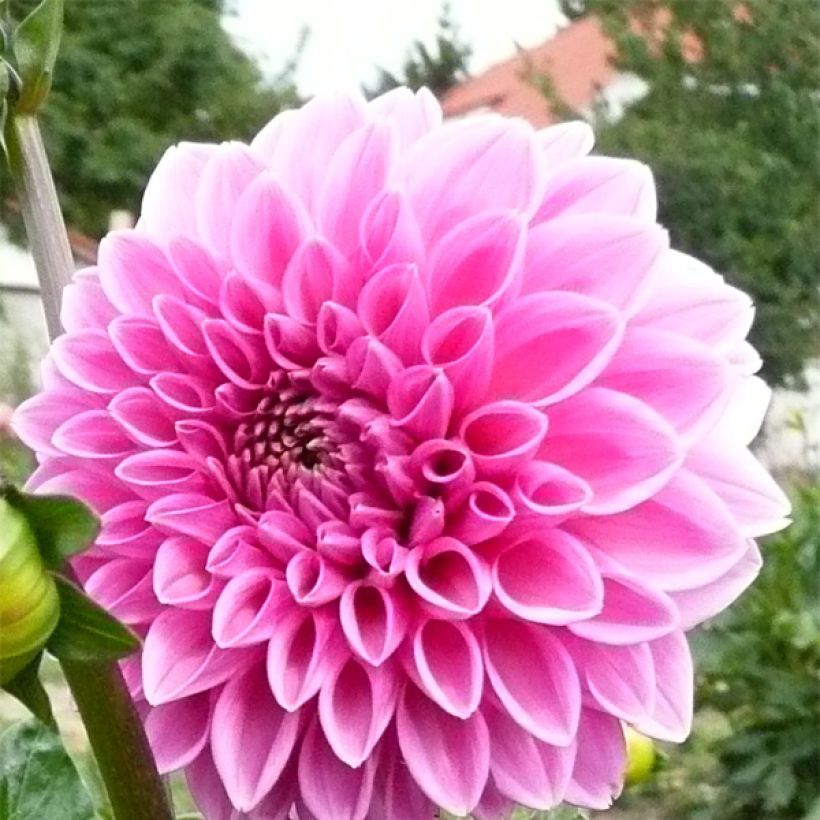 Dahlia balle Pink Sylvia (Flowering)