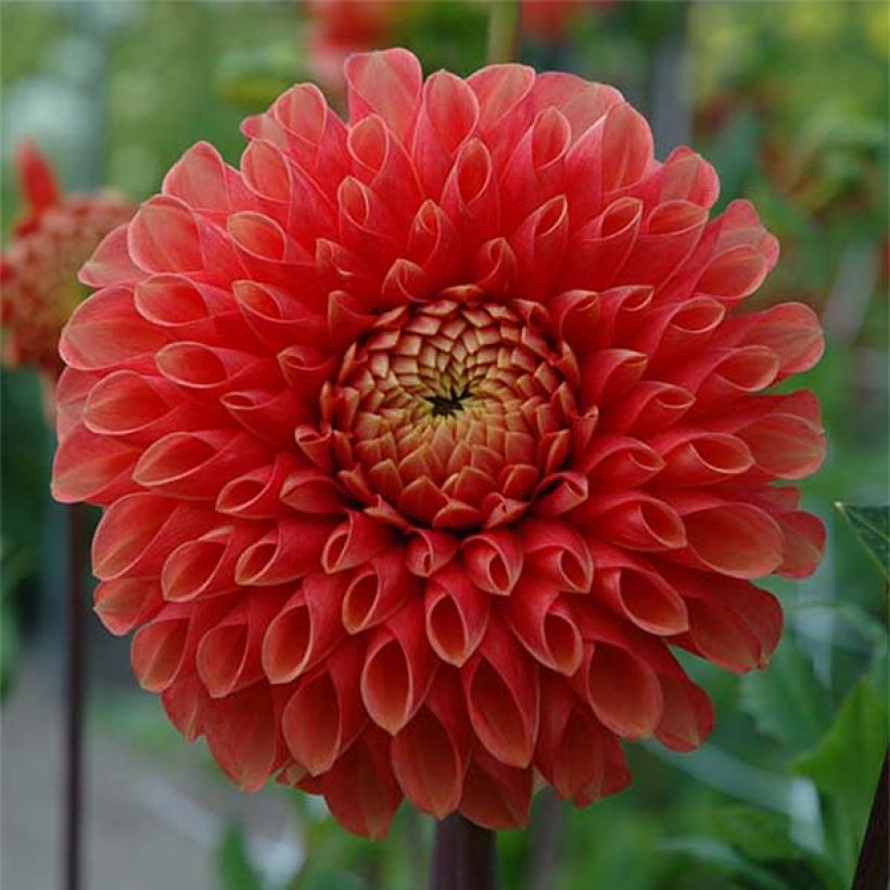 Dahlia balle Jowey Linda (Flowering)