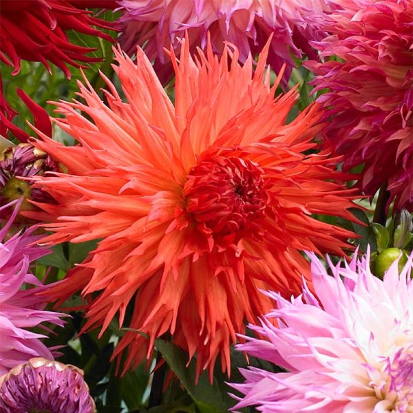 Dahlia cactus dentelle Mel's Orange Marmalade (Flowering)