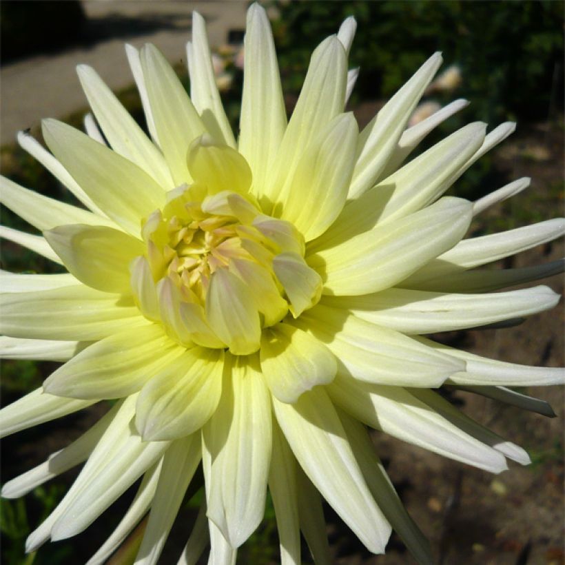 Dahlia cactus Shooting Star (Flowering)