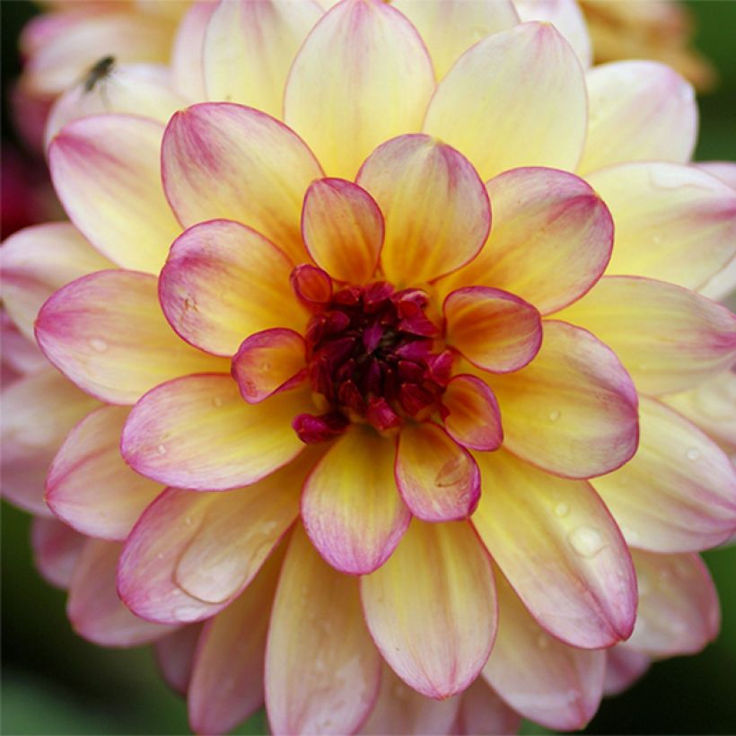 Dahlia nain Zingaro (Flowering)