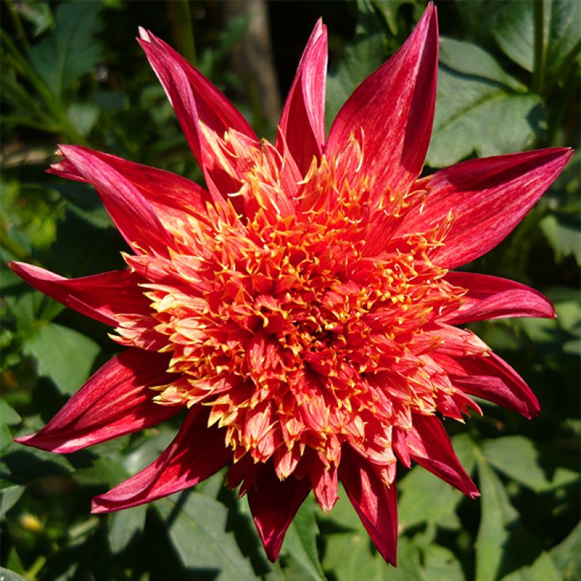 Dahlia anémone Jive (Flowering)