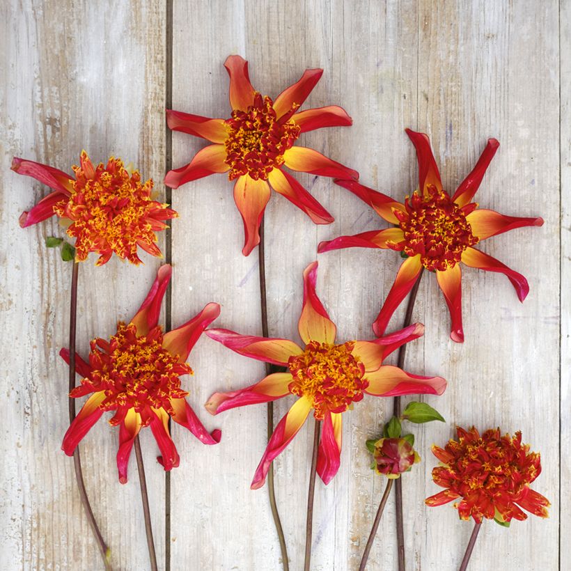 Dahlia anémone Octopus Sparkle (Flowering)
