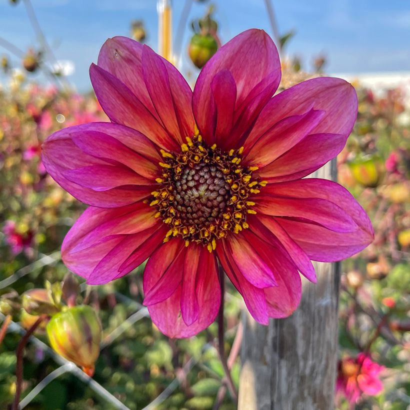 Dahlia anémone Princess Nadine (Flowering)