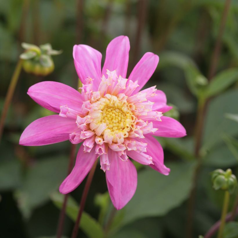 Dahlia anémone Siemen Doorenbos (Flowering)