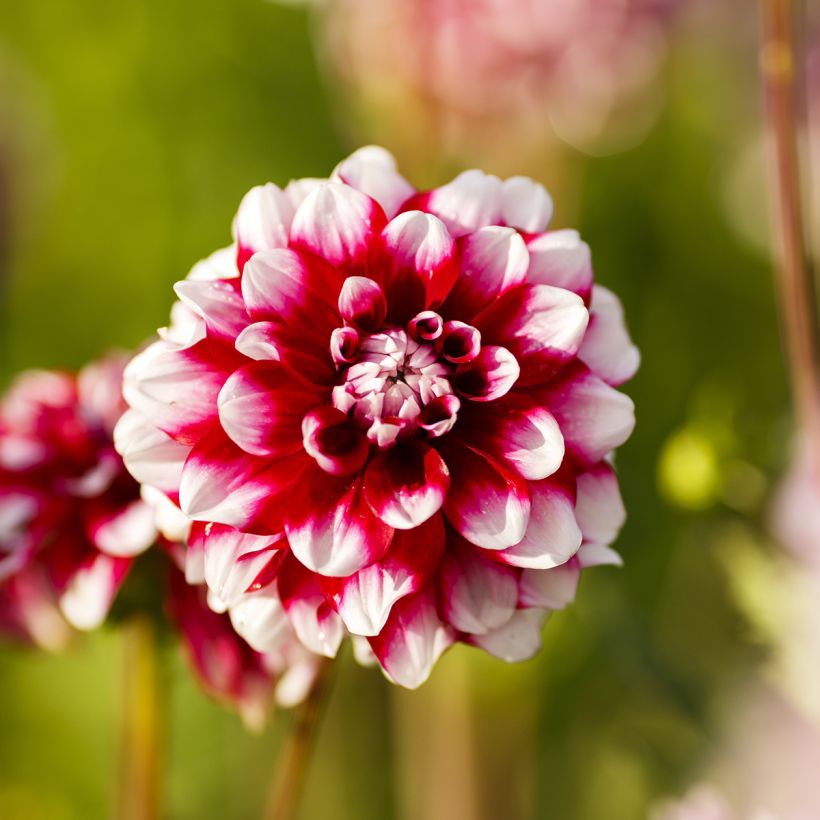 Dahlia balle Quinty (Flowering)