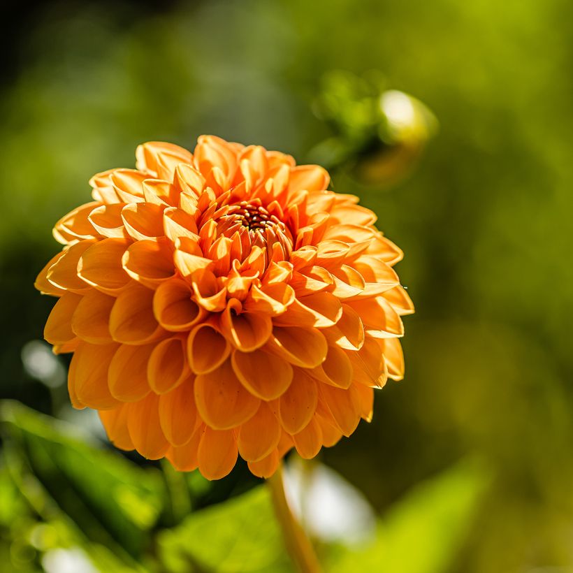 Dahlia balle Sylvia (Flowering)