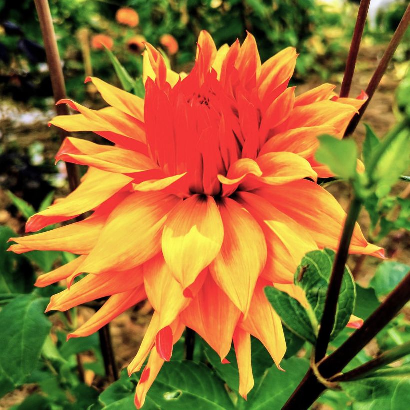 Dahlia cactus Erpeler Ley (Flowering)