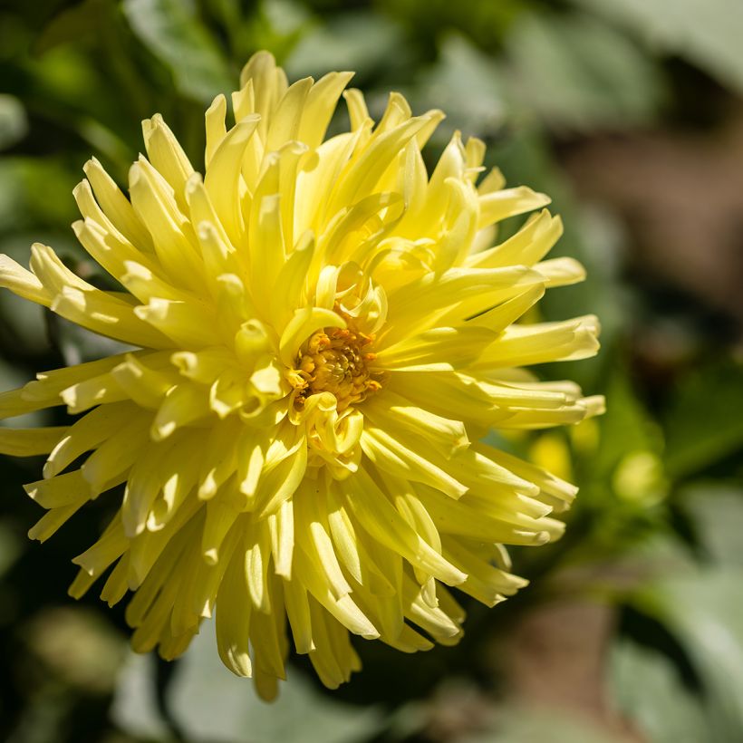 Dahlia cactus Kennemerland (Flowering)
