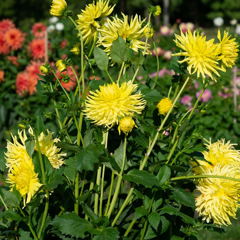 Dahlia cactus Kennemerland (Plant habit)