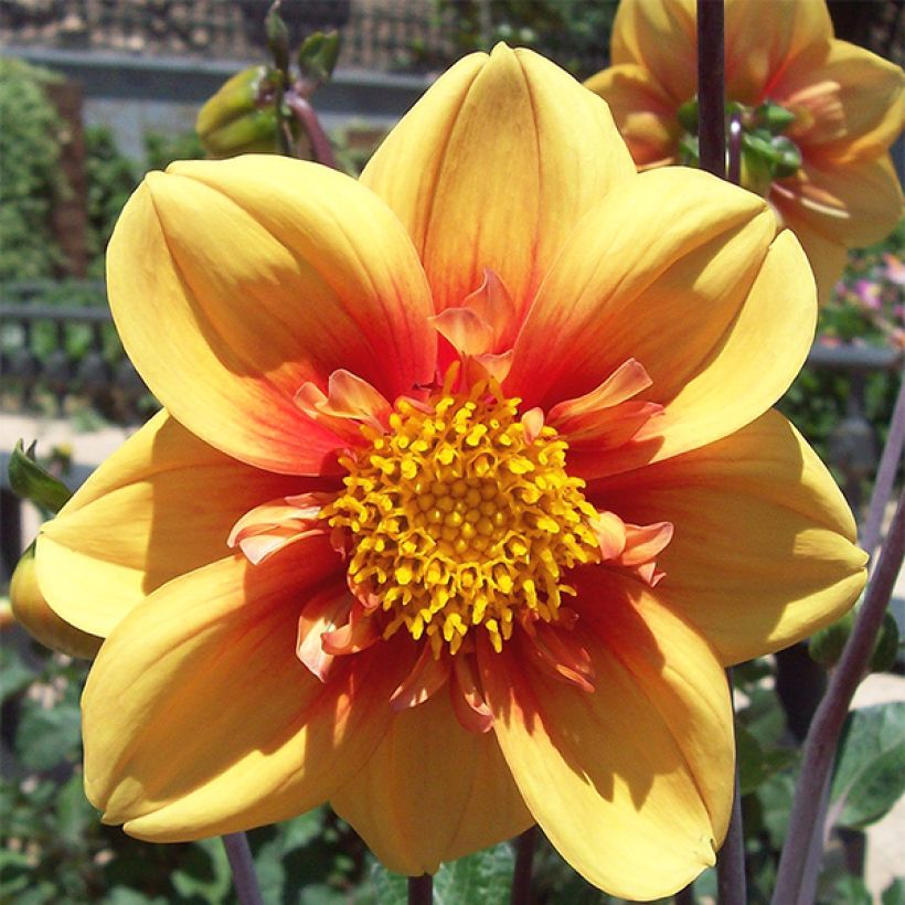 Dahlia collerette Esther (Flowering)