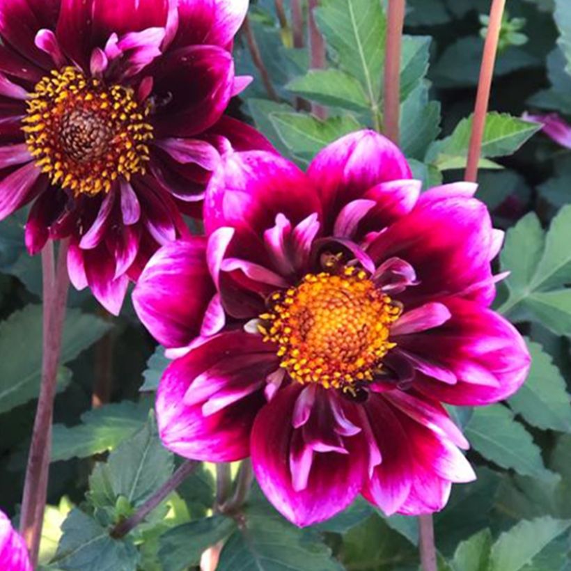Dahlia collerette Liquid Desire (Flowering)
