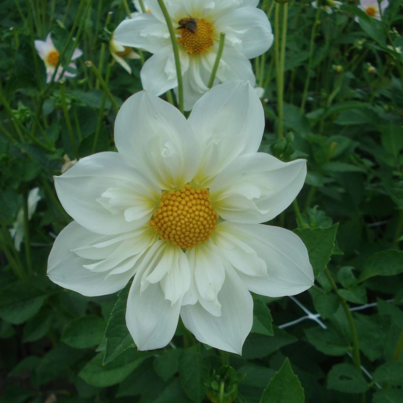 Dahlia collerette Twyning's White Chocolate (Flowering)