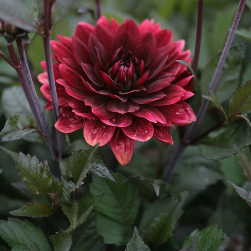 Dahlia décoratif After Dusk (Flowering)