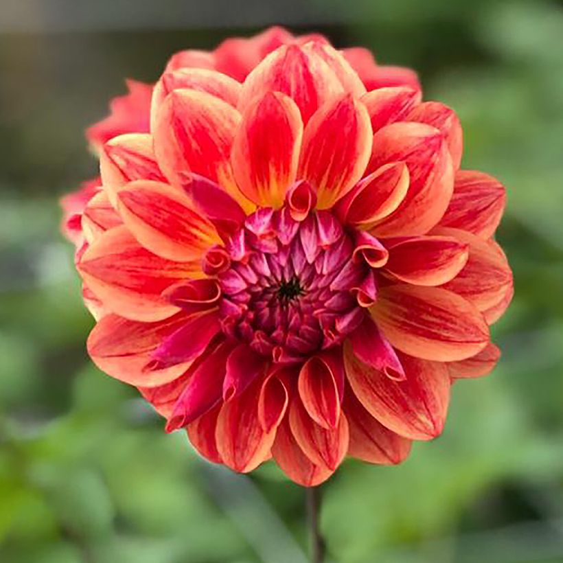 Dahlia décoratif All That Jazz  (Flowering)