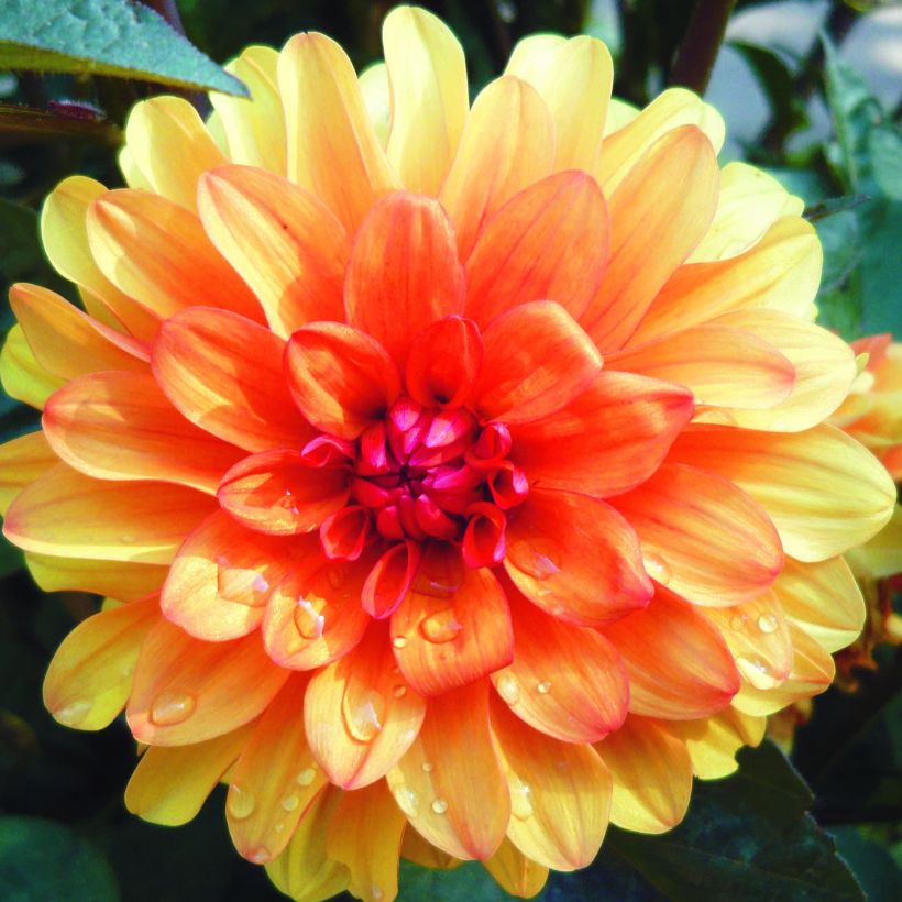 Dahlia décoratif David Howard (Flowering)