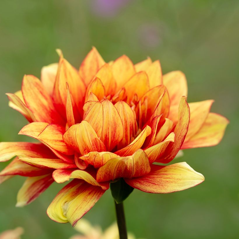 Dahlia décoratif Dazzling Sun (Flowering)