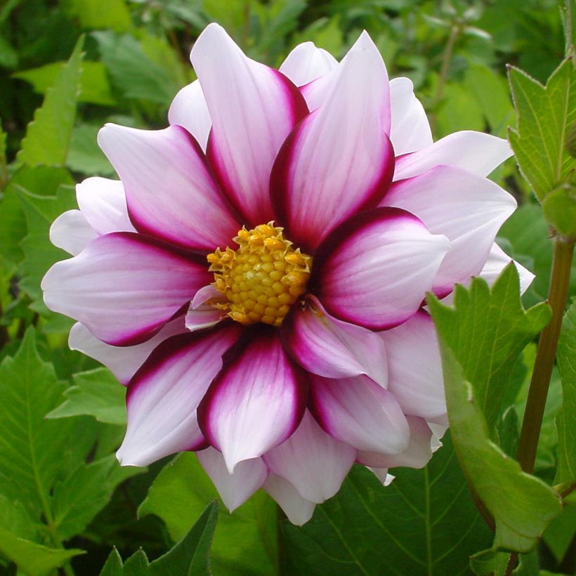 Dahlia décoratif Edge of Joy (Flowering)