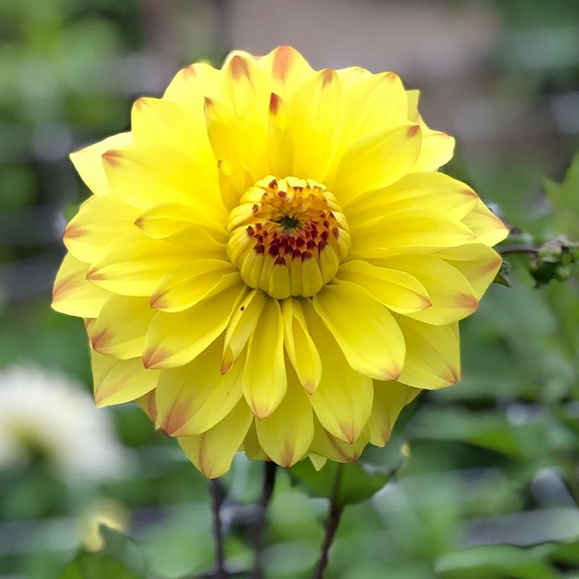 Dahlia décoratif Parasol (Flowering)