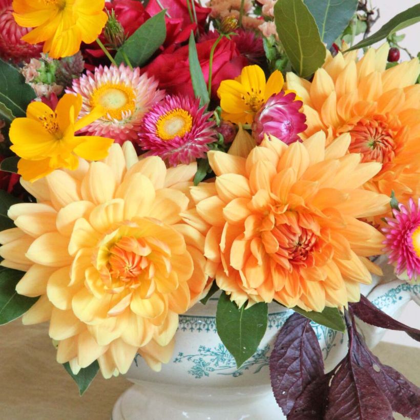Dahlia décoratif Rancho (Flowering)
