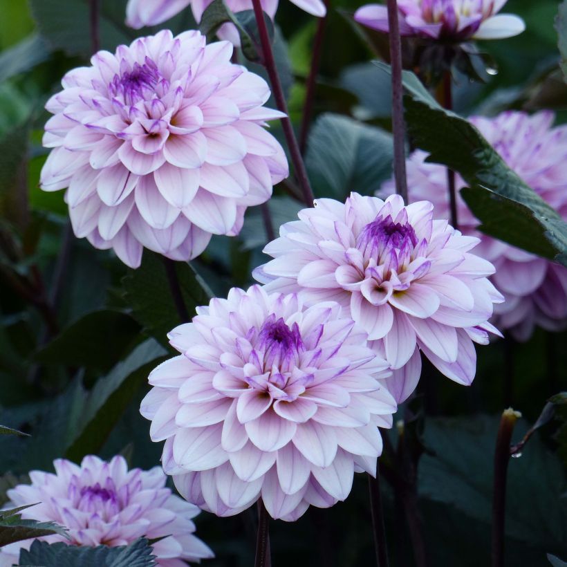 Dahlia décoratif Senior's Art (Flowering)