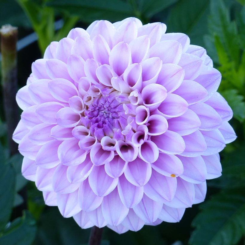 Dahlia décoratif Seniors Perfection (Flowering)