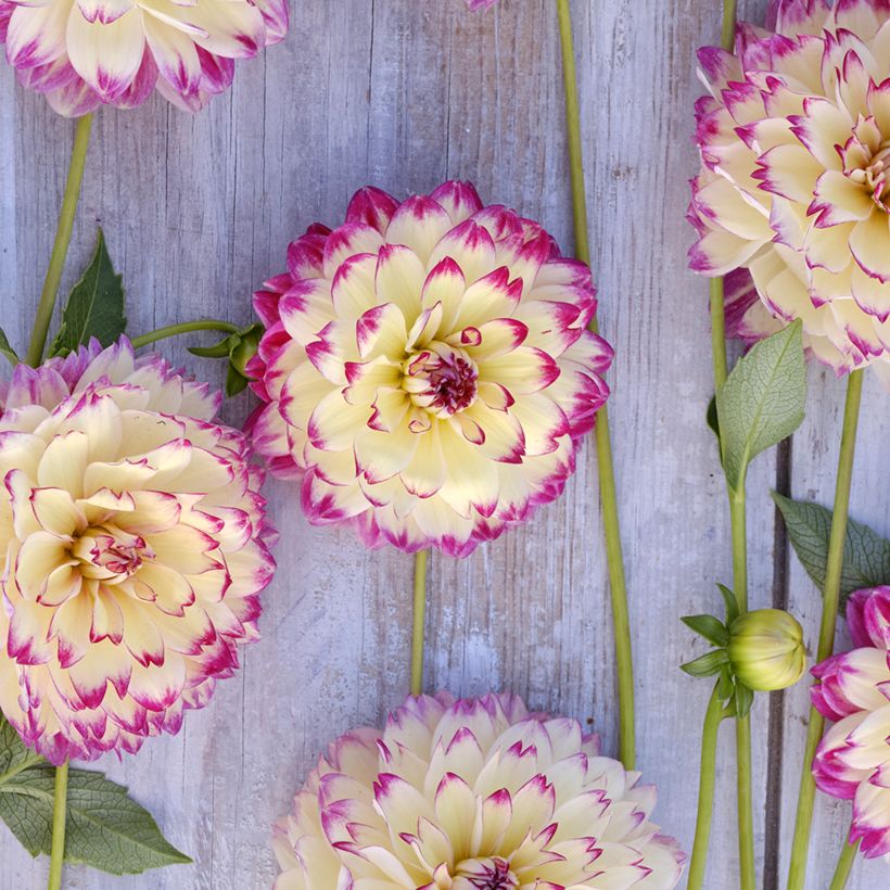 Dahlia décoratif à petites fleurs Aphrodite (Flowering)