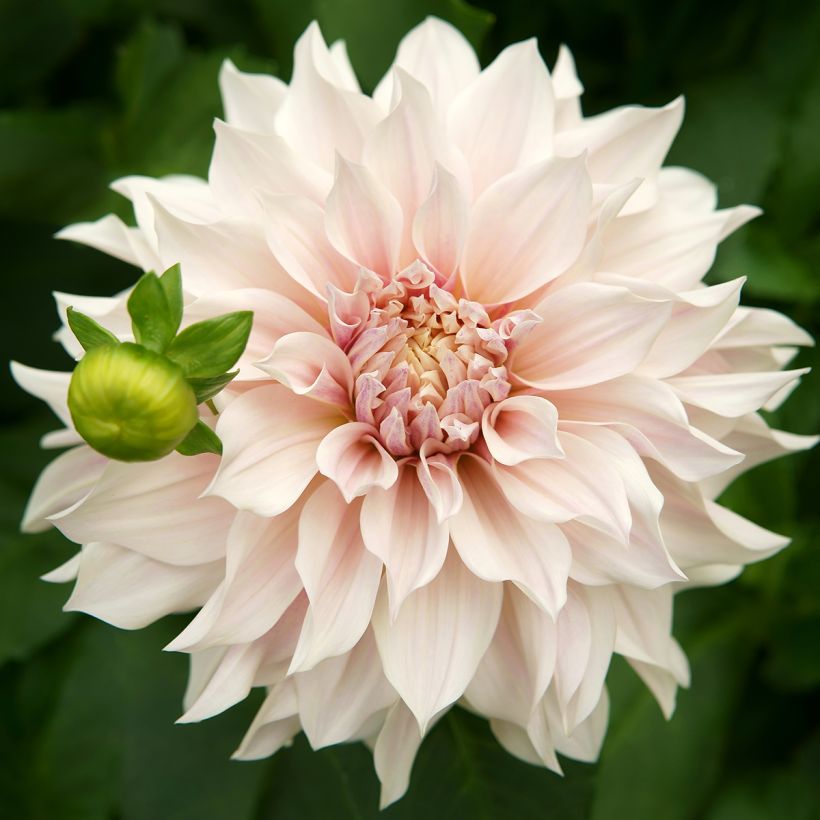 Dahlia géant Café Au Lait (Flowering)