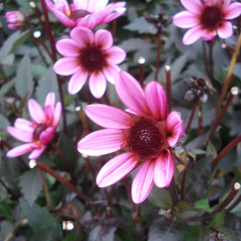 Dahlia nain Pretty Woman (Flowering)