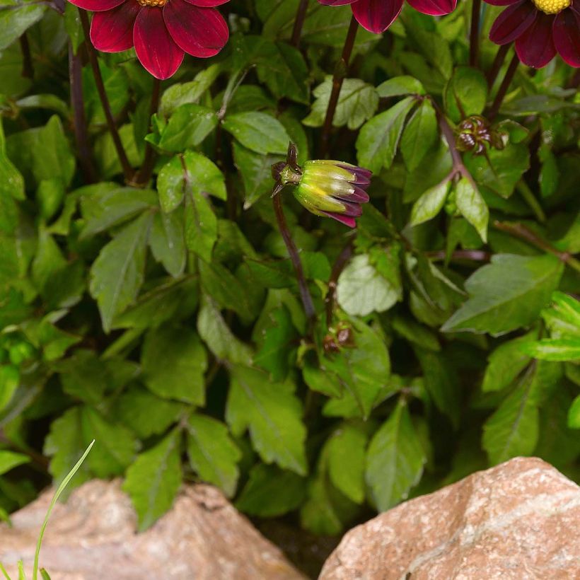 Dahlia nain Topmix Purple (Foliage)