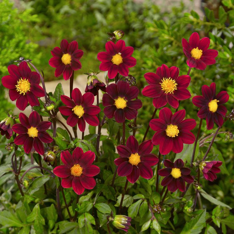 Dahlia nain Topmix Purple (Flowering)