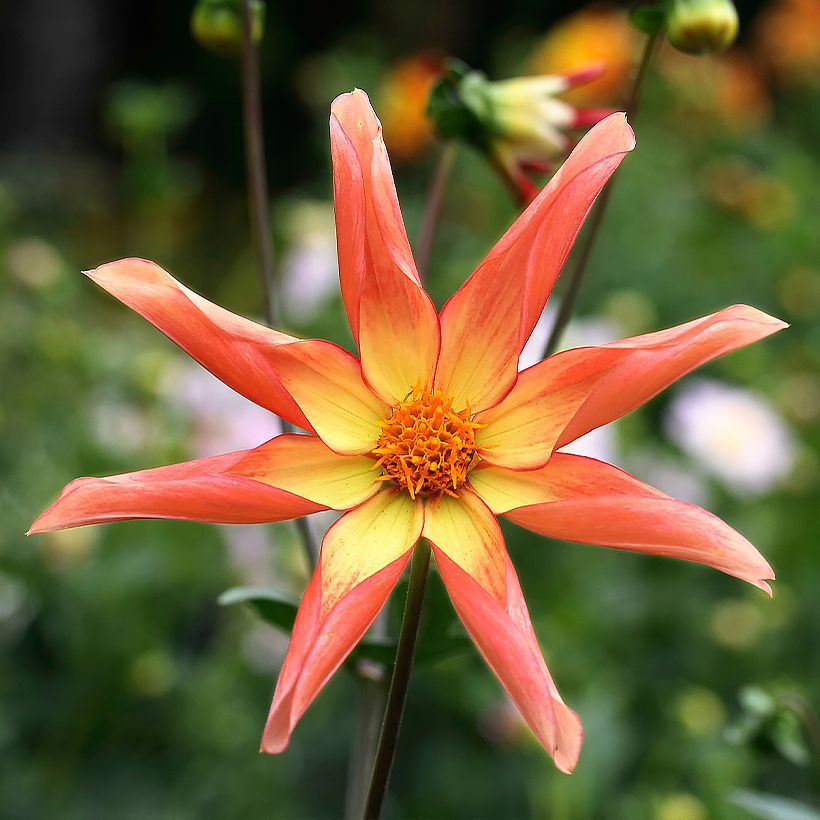 Dahlia Honka Izarra (Flowering)