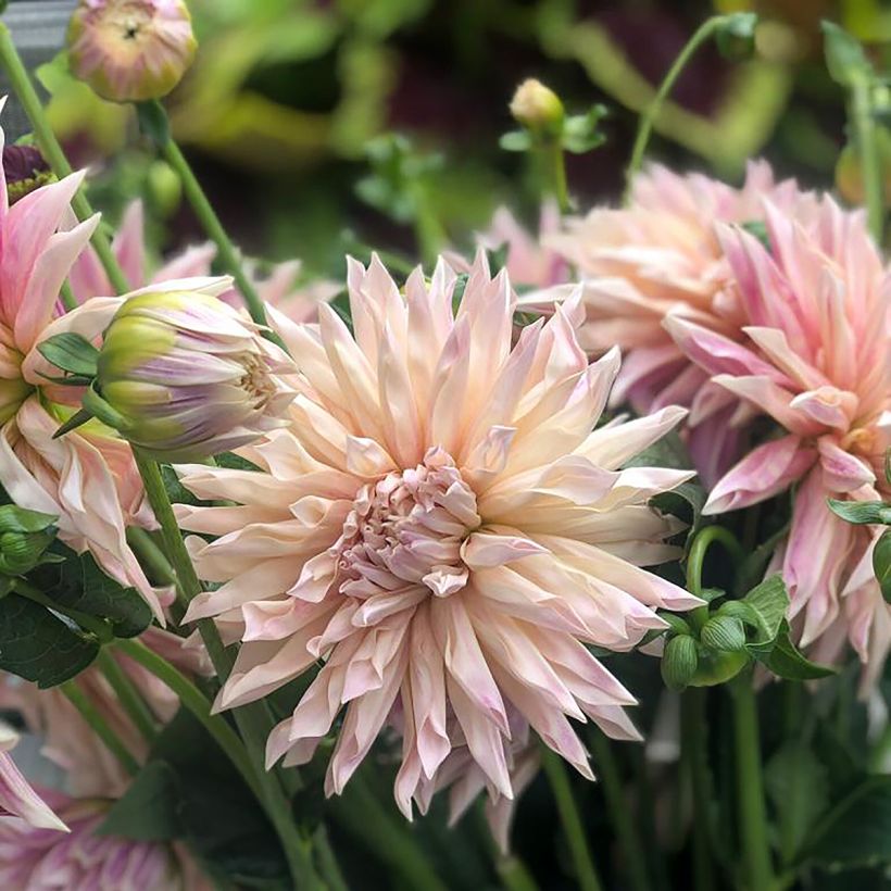 Dahlia semi cactus Café de Paris (Flowering)